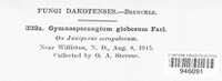Gymnosporangium globosum image